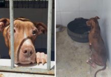 Centro de Controle de Zoonoses alerta e orienta sobre abandono de cães da raça Pitbull