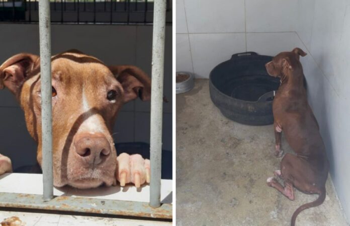 cachocanim4427187a-438e-49c0-864f-bd373ba4a122