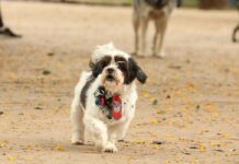 Ministério interdita fábrica de petiscos após morte de cachorros