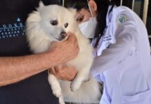 Centro de Zoonoses disponibiliza agendamento online para castração de animais