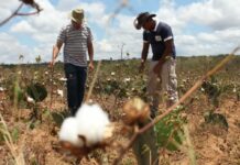 Prefeitura prevê safra recorde de algodão orgânico pelos agricultores familiares de Campina Grande