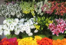 Pesquisa do Procon aponta variação de até 150% nos preços de flores, no comércio de Campina Grande