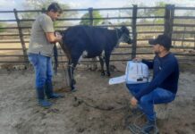 Prefeitura recorre a novas tecnologias para aprimorar a genética e ampliar rebanho bovino de Campina Grande