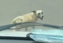 Cachorro persegue ambulância em que tutor era levado para pronto socorro no interior do Ceará