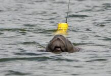 Projeto comemora nascimento de peixe-boi-marinho na Paraíba