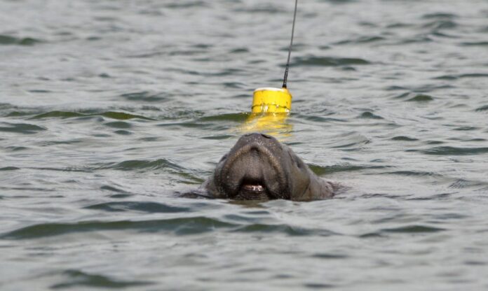 Projeto Viva o Peixe-Boi-Marinho / Agência Petrobras