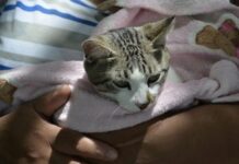 Castramóvel realiza mais de 100 cirurgias e inicia procedimentos em fêmeas