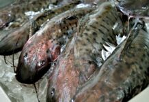 Semana Santa: Conheça os benefícios do peixe para a saúde