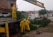 Com chegada das chuvas, Prefeitura de CG intensifica vistoria e podas de árvores em toda cidade