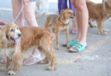 Governo suspende oito lotes de vacina animal contra Leishmaniose