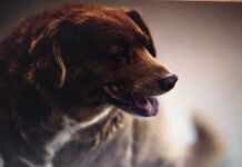 O cachorro mais velho do mundo, completa 31 anos com festa