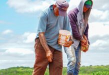 Algodão Orgânico: Prefeitura de Campina Grande inicia entrega de sementes