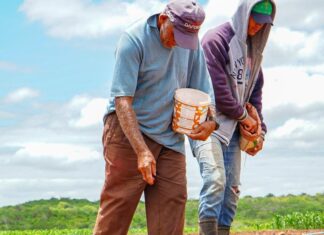 Algodão Orgânico: Prefeitura de Campina Grande inicia entrega de sementes