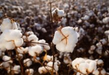 Safra do algodão crescerá 50% na Paraíba e Banco do Nordeste oferta crédito para agricultores