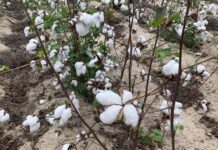 Prefeitura de Campina Grande abre inscrições para o Projeto Algodão Orgânico 2024