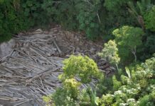 Em 40 anos, Amazônia perdeu área de vegetação do tamanho da França