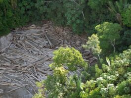 Em 40 anos, Amazônia perdeu área de vegetação do tamanho da França