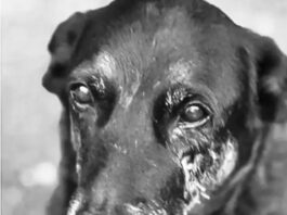 Saiba que sanções podem ser aplicadas a jovens que mataram cão Orelha