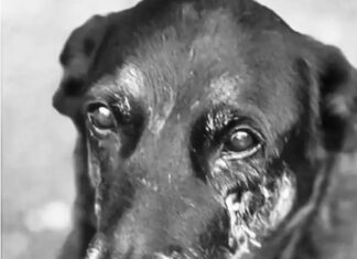 Saiba que sanções podem ser aplicadas a jovens que mataram cão Orelha