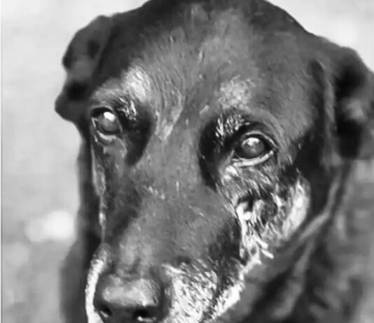 Saiba que sanções podem ser aplicadas a jovens que mataram cão Orelha