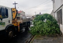 Chuvas com ventania derrubam árvores em Campina Grande