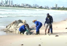 Baleia é encontrada morta em praia da Grande João Pessoa