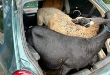 PRF prende três suspeitos de furtar cabras no Brejo paraibano