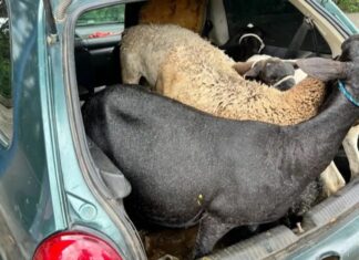 PRF prende três suspeitos de furtar cabras no Brejo paraibano