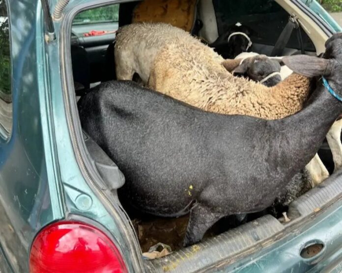 cabd04e5ad50ea8a6c03e89acabd270dd1e