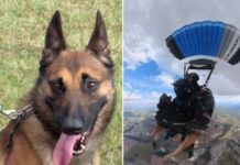 Cão da PM faz história ao saltar de paraquedas em treinamento tático em São Paulo