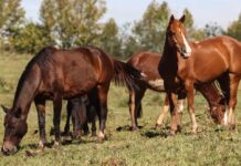 Ração contaminada mata 245 equinos em quatro estados