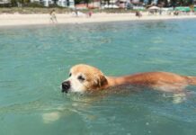 Saiba como cuidar dos pets durante o verão