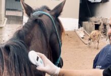 PMCG realiza chipagem em mais de 30 animais de grande porte resgatados em vias públicas