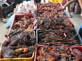 Guarda de João Pessoa e Polícia Civil apreendem quase uma tonelada de cobre e prende dois suspeitos