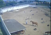 Fake News provoca invasão a mão armada no Centro de Zoonoses e roubo de animais em CG