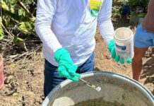 Campina Grande registra aumento na infestação por Aedes aegypti e reforça alerta preventivo à população