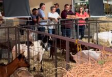 Efraim critica reajuste desigual e sai em defesa dos produtores de leite de cabra na Paraíba