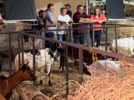 Efraim critica reajuste desigual e sai em defesa dos produtores de leite de cabra na Paraíba