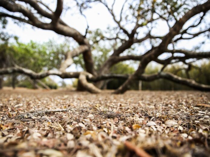 Há mais de 100 dias sem chuva, Brasília tem paisagens alteradas pela estiagem