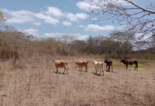 MIDR reconhece situação de emergência em duas cidades paraibanas por estiagem