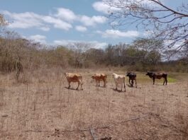 Paraíba tem 118 cidades em emergência após novos reconhecimentos por estiagem