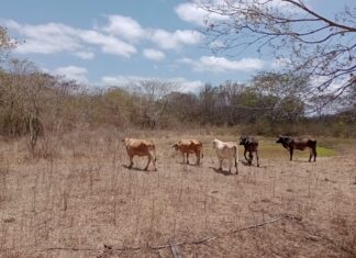 Paraíba tem 118 cidades em emergência após novos reconhecimentos por estiagem