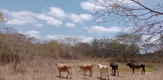 Paraíba tem 118 cidades em emergência após novos reconhecimentos por estiagem