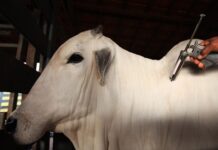 1ª etapa da campanha contra febre aftosa segue até 30 de abril; saiba como vacinar seu gado, em Lagoa Seca
