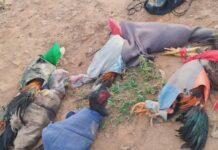 Polícia fecha rinha de galos na zona rural de Matinhas