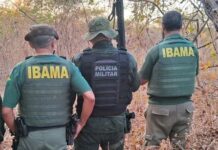 Ibama abre concurso com 3 vagas para a Paraíba e salários de quase R$ 10 mil