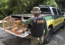 Comissão da Câmara debate aumento de pena para tráfico de animais silvestres