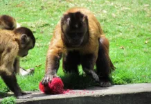 Prefeitura de João Pessoa adota cuidados especiais com os animais da Bica e plantas ornamentais