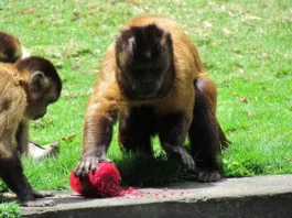 Prefeitura de João Pessoa adota cuidados especiais com os animais da Bica e plantas ornamentais