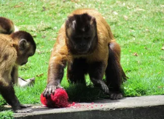 Prefeitura de João Pessoa adota cuidados especiais com os animais da Bica e plantas ornamentais